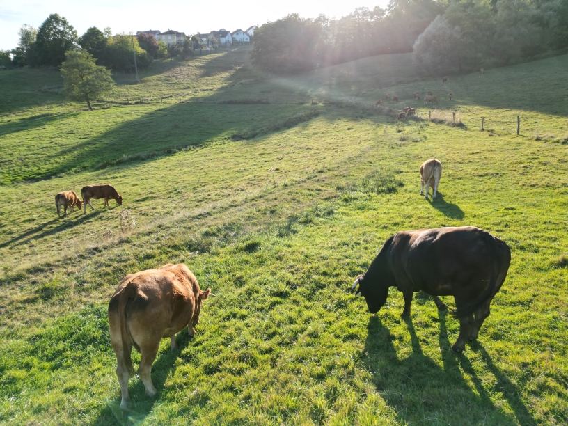 Ökologische Landwirtschaft auf dem Biohof Widmann