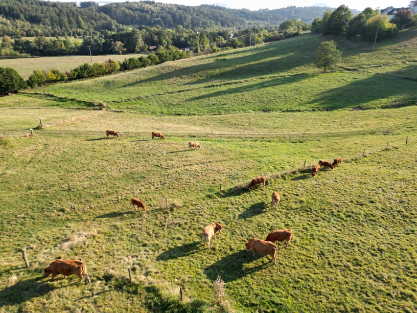 Wiesen und Grünland des Biohofs Widmann