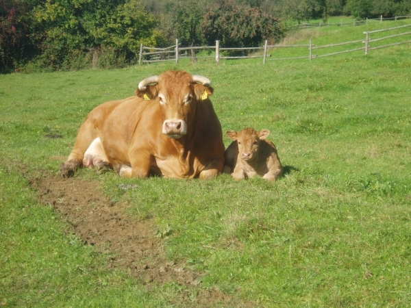 Mutterkuh mit Kalb