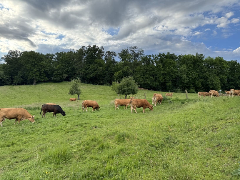 Rinder auf der Weide