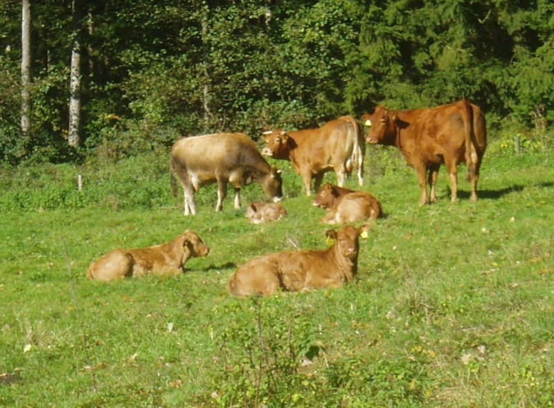 Unsere Kälber