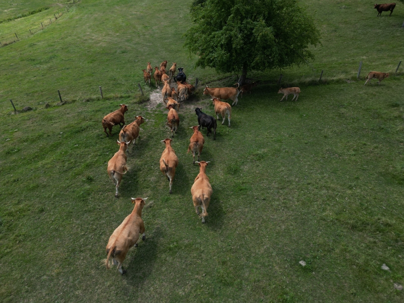 Tierhaltung auf unserem Biohof
